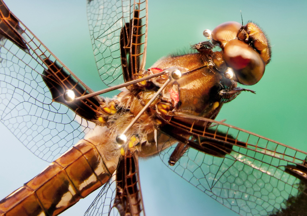 Dragonflies on the Hunt Display Complex Choreography | HHMI